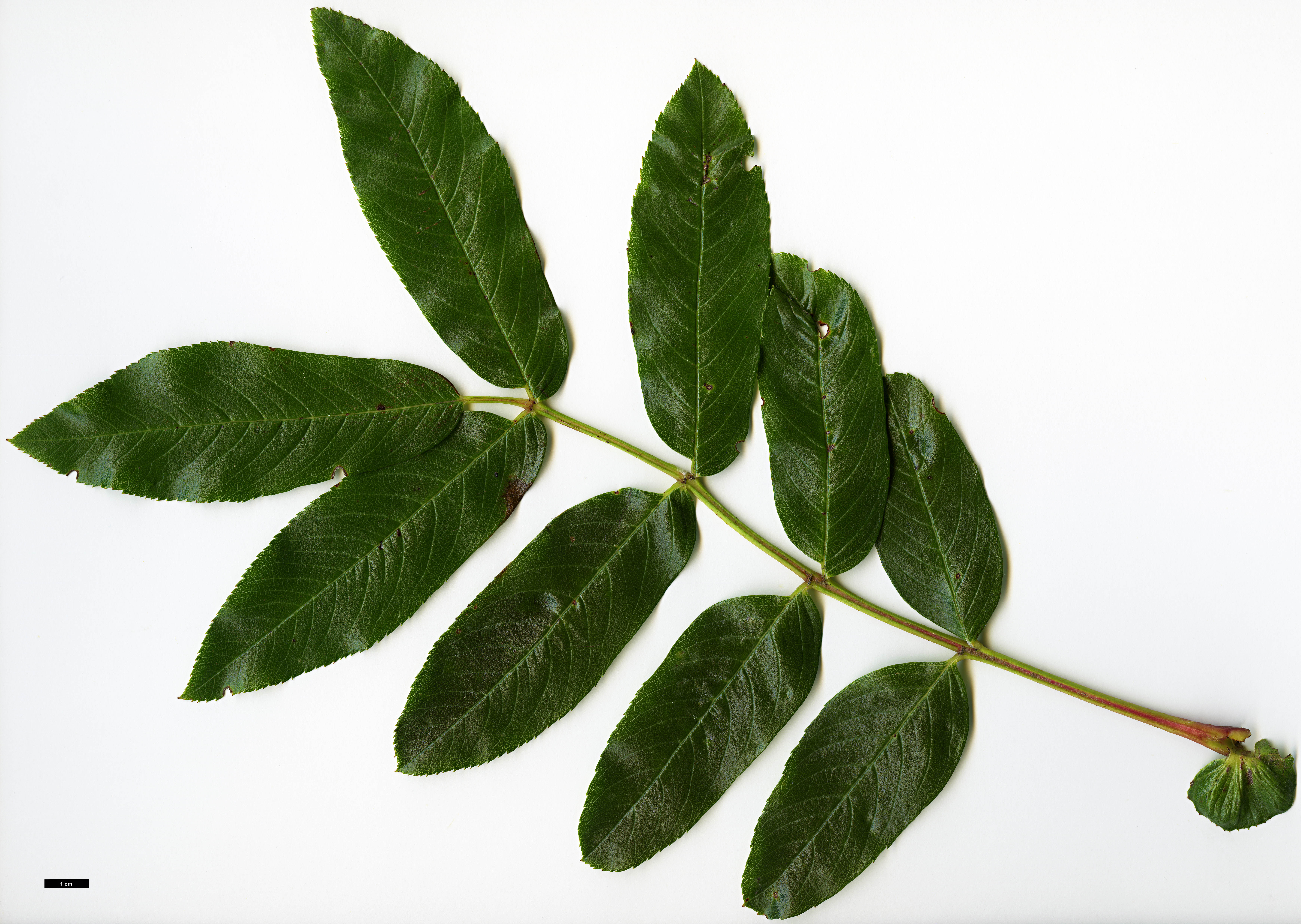 High resolution image: Family: Rosaceae - Genus: Sorbus - Taxon: splendens